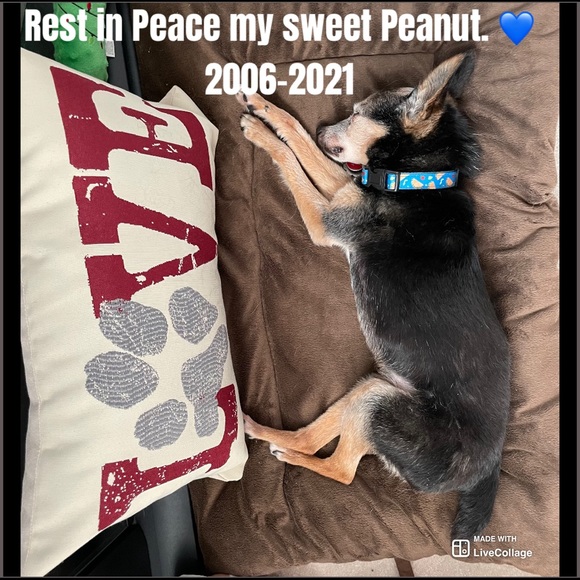 15% of my sales go to: Berea Animal Rescue & Angels for Animals Medical Fund 🐾 - Picture 13 of 17